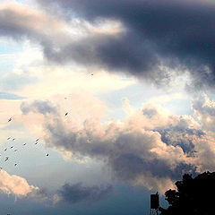 photo "Birds above roofs"