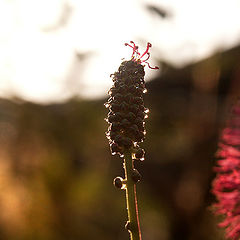 photo "sanguisorba"