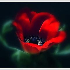 photo "red anemone"