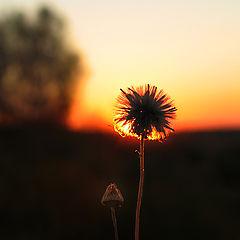 photo "Behind a village fence#2"