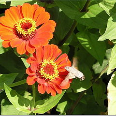 photo "The fan of nectar"