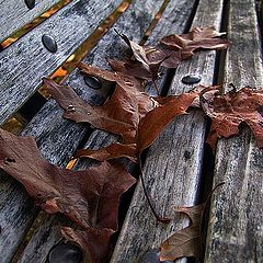 фото "Leaves"