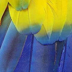 photo "Feathers details"