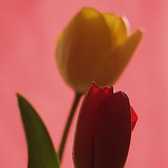 фото "tulip"