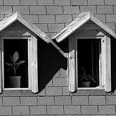 photo "Windows"