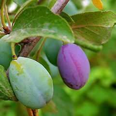 photo "Plums"