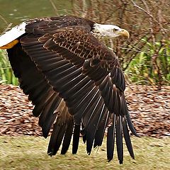 photo "Low Flying Eagle"