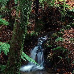 фото "Mini waterfall in Rotorua"