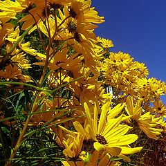 photo "Yellow"