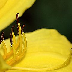 фото "Yellow"