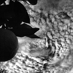 photo "Oranges"