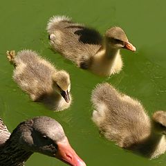 фото "Ducks family"