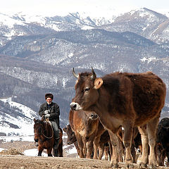 photo "Сows on Northern Caucasus"