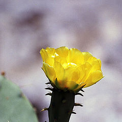 photo "The prickly sun"