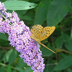 photo "The fan of nectar - 2"