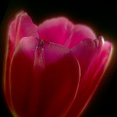 photo "Tulip"