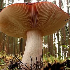 photo "the mushroom"