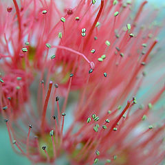 photo "Petals!!"