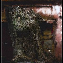 photo "Old tree"