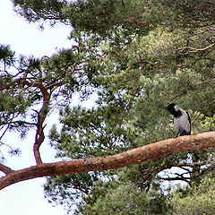 photo "Spring song"