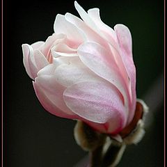 фото "open magnolia"