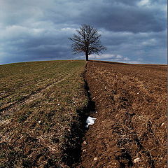 photo "the tree"