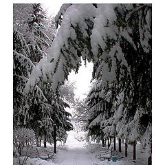 photo "Winter avenue"