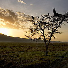 photo "Sunrise in savanna"