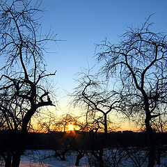 photo "Fruit garden"