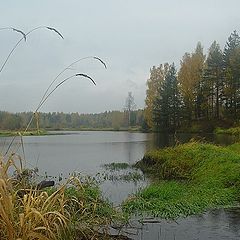 photo "Rainy october picture"