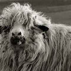 photo "bad hair day"