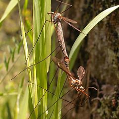 photo "Mosquitos"