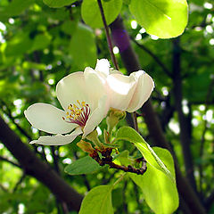 фото "яблоня"