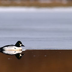 фото "Golden eye"