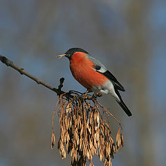 photo "Bullfinch"