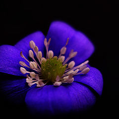 photo "Violet"