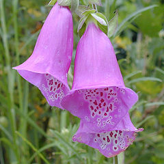 photo "Fairy hats for tiny fairies"