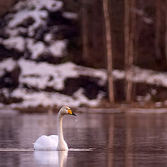 photo "Evening Swan"