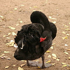 photo "Black Swan"