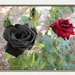 photo "The black & red Rose"