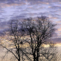 photo "Look - there are nests already"