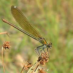 фото "Calopteryx virgo (Linnaeus, 1758)"