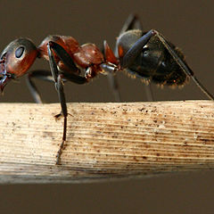 фото "Adam ...the Ant ;-)"