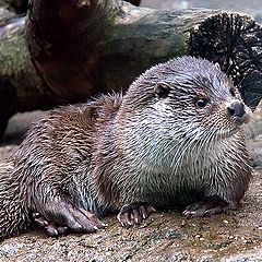 photo "Thе otter"