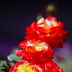 photo "Roses"