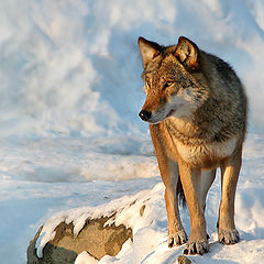 photo "Wolf"