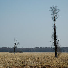 photo "Kampinoski Park Narodowy"