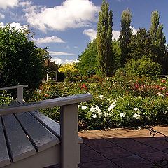 photo "Rose garden in Hamilton"