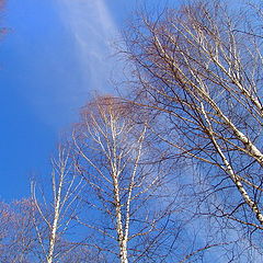 photo "Heavenly still-life c birches"