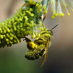 photo "this already spring"